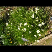 Zephyranthes Atamasco (fam Amaryllidacees) (Am. du nord) (1)